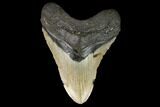 Huge, Fossil Megalodon Tooth - North Carolina #124412-1
